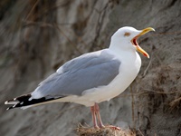 Möwe aufgenommen auf der Insel Baltrum Die Möwen (Laridae) bilden eine Vogelfamilie innerhalb der Ordnung der Regenpfeiferartigen (Charadriiformes beziehungsweise Wat- und Möwenvögel). Neben den eigentlichen Möwen werden von einigen Autoren auch die Raubmöwen (Stercorariidae), die Seeschwalben (Sternidae) und Scherenschnäbel (Rhynchopidae) sowie manchmal auch die Alkenvögel (Alcidae) in diese Familie eingegliedert.