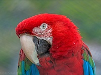 Roter Ara im zoologischen Garten in Povoacao/Azoren Der Hellrote Ara (Ara macao) – auch Arakanga genannt – ist eine Papageienart aus der Gattung der Eigentlichen Aras. Er ist einer der größten Papageien der Welt. Er kann eine Länge von bis zu 90 cm und ein Gewicht von bis zu 1 kg erreichen.