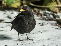 Männliche Schwarzdrossel aufgenommen im heimischen Garten Die Amsel (Turdus merula) oder Schwarzdrossel ist eine Vogelart der Familie der Drosseln (Turdidae). In Europa zählt die Amsel als einer der am weitesten verbreiteten Vertreter dieser Familie zu den bekanntesten Vögeln überhaupt. Ihre Körperlänge liegt zwischen 24 und 27 Zentimetern. Die Männchen sind schwarz gefärbt und haben einen gelben Schnabel, das Gefieder der Weibchen ist größtenteils dunkelbraun. Der melodiöse und laut vorgetragene Reviergesang der Männchen ist in Mitteleuropa hauptsächlich zwischen Anfang März und Ende Juli zu hören und kann bereits vor der Morgendämmerung beginnen.