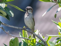 Der Haussperling (Passer domesticus) – auch Spatz oder Hausspatz genannt – ist eine Vogelart aus der Familie der Sperlinge (Passeridae) und einer der bekanntesten und am weitesten verbreiteten Singvögel.