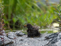 Weibliche Schwarzdrossel aufgenommen im heimischen Garten Die Amsel (Turdus merula) oder Schwarzdrossel ist eine Vogelart der Familie der Drosseln (Turdidae). In Europa zählt die Amsel als einer der am weitesten verbreiteten Vertreter dieser Familie zu den bekanntesten Vögeln überhaupt. Ihre Körperlänge liegt zwischen 24 und 27 Zentimetern. Die Männchen sind schwarz gefärbt und haben einen gelben Schnabel, das Gefieder der Weibchen ist größtenteils dunkelbraun. Der melodiöse und laut vorgetragene Reviergesang der Männchen ist in Mitteleuropa hauptsächlich zwischen Anfang März und Ende Juli zu hören und kann bereits vor der Morgendämmerung beginnen.