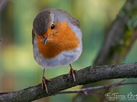 Rotkehlchen aufgenommen im heimischen Garten Das Rotkehlchen (Erithacus rubecula) ist eine Vogelart aus der Familie der Fliegenschnäpper (Muscicapidae). Es besiedelt Nordafrika, Europa und Kleinasien sowie die Mittelmeerinseln. Seine Nahrung besteht vor allem aus Insekten, kleinen Spinnen, Würmern und Schnecken. Sein Gesang beginnt etwa eine Stunde vor Sonnenaufgang und ist bis in die Dämmerung fast das ganze Jahr über zu hören. Die Art gilt derzeit als ungefährdet.