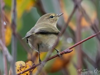 Der Zilpzalp oder Weidenlaubsänger (Phylloscopus collybita) ist eine Vogelart aus der Familie der Laubsängerartigen (Phylloscopidae). Dieser Laubsänger besiedelt große Teile der Paläarktis vom Nordosten Spaniens und Irland nach Osten bis zur Kolyma in Sibirien. Zilpzalpe sind klein, ohne auffallende Zeichnungen und bewegen sich meist gedeckt in höherer Vegetation.