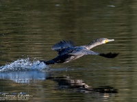 Der Kormoran (Phalacrocorax carbo) ist eine Vogelart aus der Familie der Kormorane (Phalacrocoracidae). 