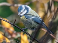 Blaumeise aufgenommen im heimischen Garten Die Blaumeise (Cyanistes caeruleus, Syn.: Parus caeruleus) ist eine Vogelart aus der Familie der Meisen (Paridae). Der Kleinvogel ist mit seinem blau-gelben Gefieder einfach zu bestimmen und in Mitteleuropa sehr häufig anzutreffen. Bevorzugte Lebensräume sind Laub- und Mischwälder mit hohem Eichenanteil; die Blaumeise ist auch häufig in Parkanlagen und Gärten zu finden. Außer in Europa kommt sie in einigen angrenzenden Gebieten Asiens vor, in Nordafrika und auf den Kanarischen Inseln. Die Population der Kanaren wird oft auch als eigene Art angesehen (Afrikanische Blaumeise, Cyanistes teneriffae).