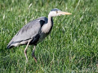 Der Graureiher (Ardea cinerea), auch Fischreiher genannt, ist eine Vogelart aus der Ordnung Pelecaniformes.