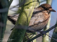 Weibliche Schwarzdrossel aufgenommen im heimischen Garten Die Amsel (Turdus merula) oder Schwarzdrossel ist eine Vogelart der Familie der Drosseln (Turdidae). In Europa zählt die Amsel als einer der am weitesten verbreiteten Vertreter dieser Familie zu den bekanntesten Vögeln überhaupt. Ihre Körperlänge liegt zwischen 24 und 27 Zentimetern. Die Männchen sind schwarz gefärbt und haben einen gelben Schnabel, das Gefieder der Weibchen ist größtenteils dunkelbraun. Der melodiöse und laut vorgetragene Reviergesang der Männchen ist in Mitteleuropa hauptsächlich zwischen Anfang März und Ende Juli zu hören und kann bereits vor der Morgendämmerung beginnen.