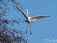 Der Silberreiher (Ardea alba, Syn.: Casmerodius albus, Egretta alba) gehört zur Familie der Reiher aus der Ordnung Pelecaniformes. 