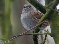 Die Heckenbraunelle (Prunella modularis) ist eine Vogelart aus der Gattung Braunellen, der einzigen Gattung in der gleichnamigen Familie Braunellen (Prunellidae). Die Heckenbraunelle ist in Mitteleuropa ein weit verbreiteter und häufiger Brut- und Sommervogel, der wegen des unauffälligen Gefieders aber meist nur durch seine Lautäußerungen auffällt. In einigen Gebieten Mitteleuropas ist sie sogar ein Jahresvogel. Heckenbraunellen sind besonders in jungen Fichtenbeständen anzutreffen. Im Gebirge kommen sie bis in die Knieholzregion vor.