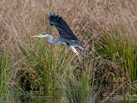 Der Graureiher (Ardea cinerea), auch Fischreiher genannt, ist eine Vogelart aus der Ordnung Pelecaniformes.