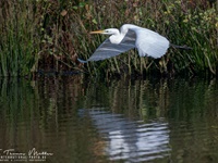 Der Silberreiher (Ardea alba, Syn.: Casmerodius albus, Egretta alba) gehört zur Familie der Reiher aus der Ordnung Pelecaniformes. 