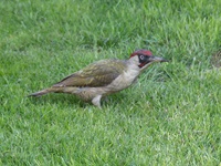Der Grünspecht (Picus viridis), manchmal auch Grasspecht oder Erdspecht genannt, ist eine Vogelart aus der Familie der Spechte (Picidae). Der Grünspecht und seine Schwesterart, der Grauspecht (Picus canus), sind die einzigen Vertreter der Gattung Picus in Mitteleuropa.