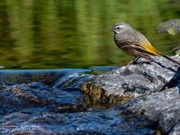 Die Gebirgsstelze (Motacilla cinerea) oder Bergstelze ist eine Singvogelart aus der Familie der Stelzen und Pieper (Motacillidae). Die sehr langschwänzige, oberseits graue und unterseits intensiv gelbe Stelze besiedelt schnell fließende, meist bewaldete Gewässer und ernährt sich vorwiegend von Insekten und deren Larven. Sie brütet oft an Wehren, Brücken oder Mühlen.